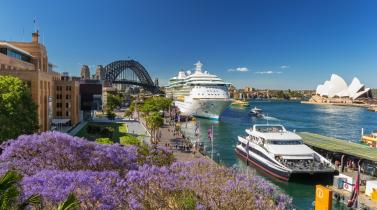 Sydney Jacaranda